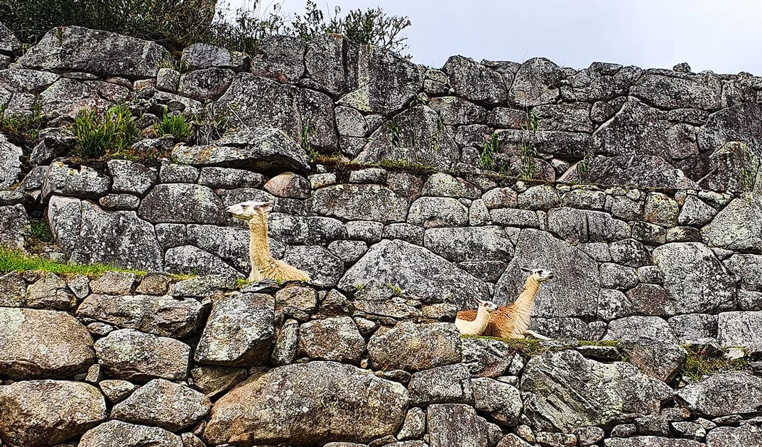 The Famous Camelids and Pack Animals Seen Around Machu Picchu